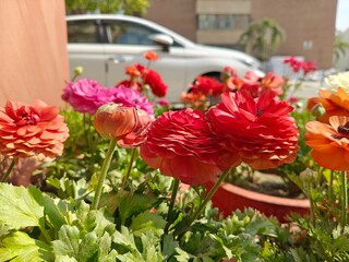 Ranunculus asiaticus