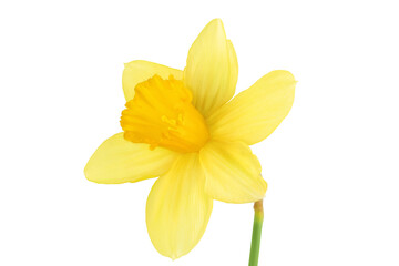Fototapeta premium Daffodil flower or narcissus isolated on white background with full depth of field
