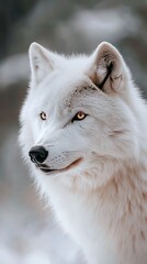 Obraz premium close-up photo of a white artic wolf