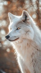 Fototapeta premium close-up photo of a white artic wolf