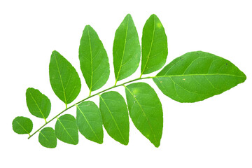 Vibrant Green Leaf Isolated on White Background Showcasing Natural Texture and Detailed Veins