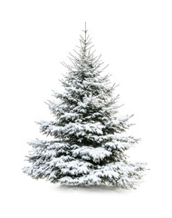 Fototapeta premium Snow-covered evergreen tree stands tall in a winter landscape for holiday decoration and celebration purposes, cut out