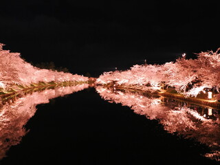 弘前さくらまつりの夜桜