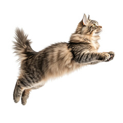 a cute cat in mid-air jumping, side view, isolated on white background