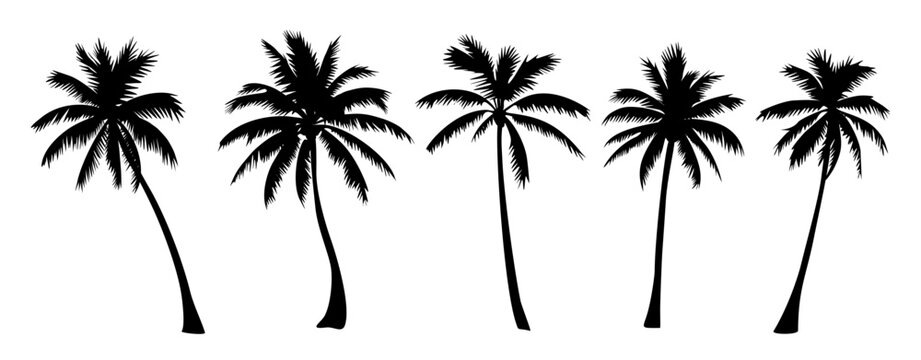 Set of different palm tree black silhouettes. Hand drawn vector illustrations isolated on transparent background