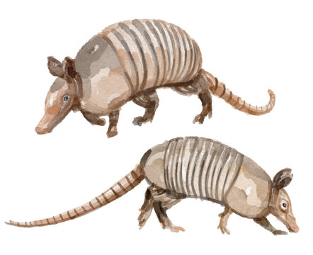 Watercolor set of armadillo for logo, invitations and more