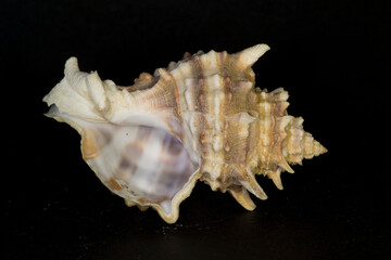 seashell on black background Shell of the Purple Murex or Banded Dye-Murex (Hexaplex trunculus, aka Phyllonotus or Murex trunculus), found in the Mediterranean