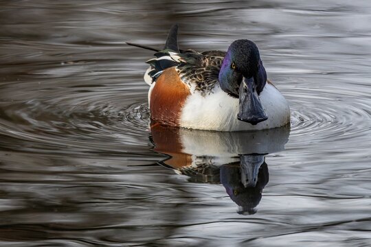 Front view of the northern shoveler, a white and brown male duck with iridescent dark green head, bright yellow eyes and typical spatulate bill swimming in a lake. Reflection of the bird in water.