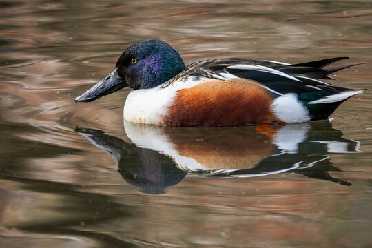 Side view of the northern shoveler, a white and brown male duck with iridescent dark green head, bright yellow eyes and typical spatulate bill swimming in lake. Reflection of the bird in brown water.