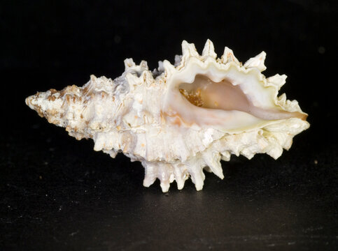 seashell on black background, muricidae, Marine Snails (Muricopsis cristata),