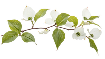 Obraz premium Dogwood leave png: a high-quality white of a green leaf from a flowering tree.