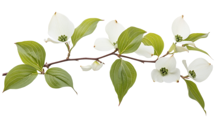 Dogwood leave png: a high-quality white of a green leaf from a flowering tree.