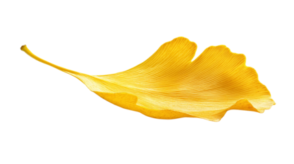 Ginkgo leaf png: a high-quality image of a single yellow ginkgo biloba leaf isolated on a transparent background.