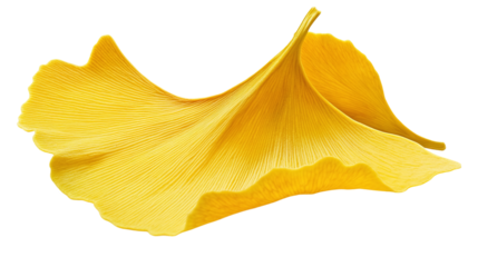 Ginkgo leaf png: a high-quality image of a single yellow ginkgo biloba leaf isolated on a transparent background.