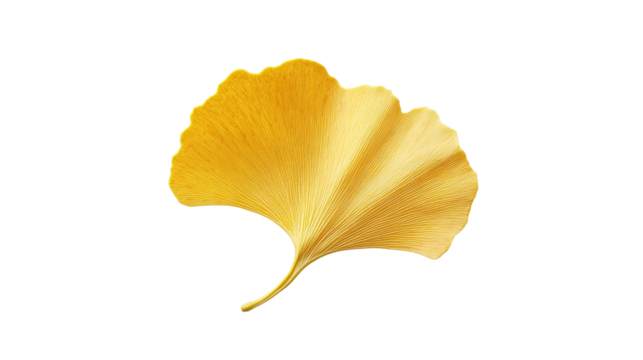 Ginkgo leaf png: a high-quality image of a single yellow ginkgo biloba leaf isolated on a transparent background.