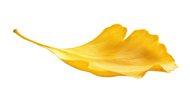 Ginkgo leaf png: a high-quality image of a single yellow ginkgo biloba leaf isolated on a transparent background.