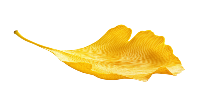 Ginkgo leaf png: a high-quality image of a single yellow ginkgo biloba leaf isolated on a transparent background.