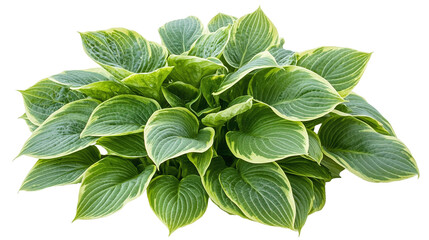 Green hosta leaves isolated on transparent background - high quality png of perennial plant.
