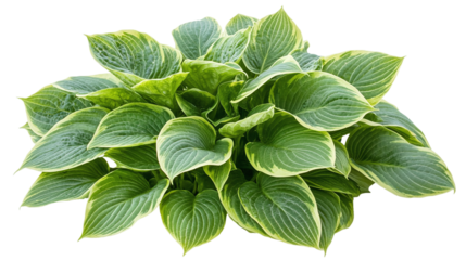 Green hosta leaves isolated on transparent background - high quality png of perennial plant.