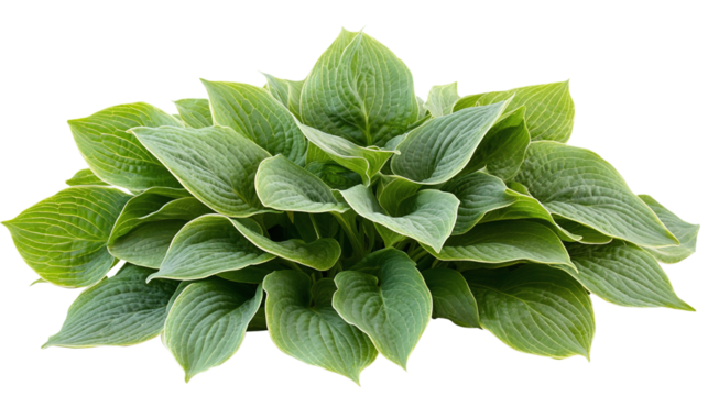 Green hosta leaves isolated on transparent background - high quality png of perennial plant.