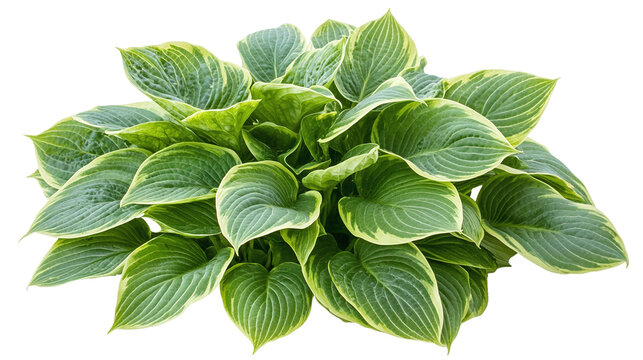Green hosta leaves isolated on transparent background - high quality png of perennial plant.
