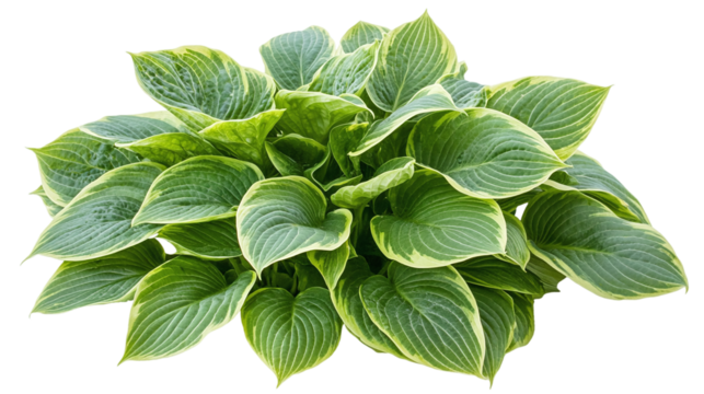 Green hosta leaves isolated on transparent background - high quality png of perennial plant.