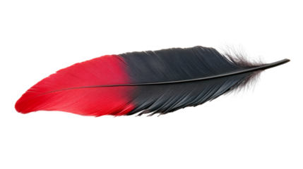 High-resolution image of a black feather with red tips isolated on a transparent background.