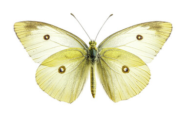 Naklejka premium Beautiful yellow butterfly displaying intricate wing patterns captured in detail on a plain background for nature enthusiasts and educational purposes, cut out