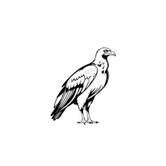Fototapeta premium Simple line drawing of an eagle on white background, artistic illustration concept