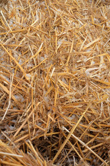 Straw covering the ground in a rural field during autumn harvest
