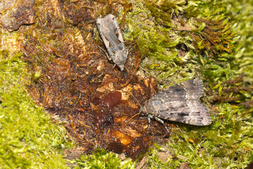 Schwarzes C oder Schwarze C-Erdeule ( Xestia c-nigrum ) und Pyramideneule (Amphipyra pyramidea)	
