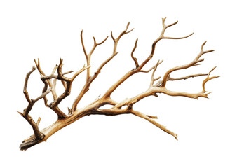 Fototapeta premium Display of intricate dry branches for art and decoration purposes featuring unique shapes and textures in a minimalist style, cut out