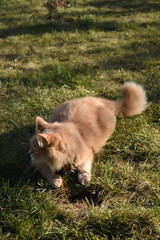 lion cub in the grass