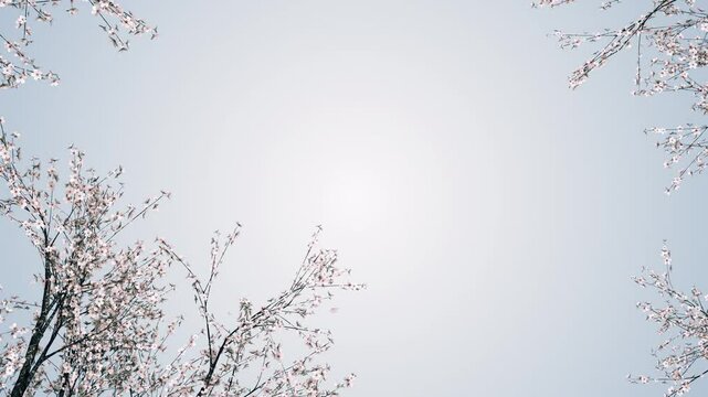桜の木の枝 回転 グレーの背景