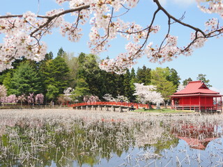 青森県の名所、猿賀公園の桜