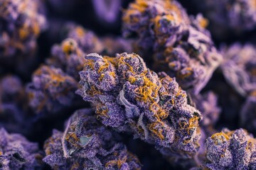 Purple and gold cannabis buds