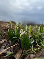 snowdrops in the snow