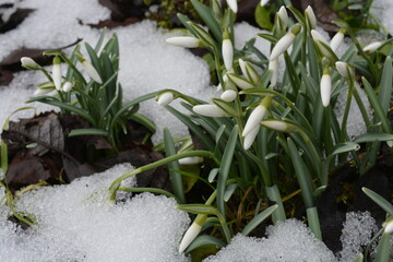 Spring meadow, thaw, snowdrops blooming in thawed patches. Snowdrops in the snow. Climate. Spring background