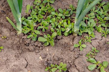 Common purslane weed growing in vegetable garden. Gardening, edible weed identification and control concept.