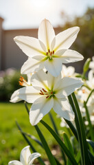 Fototapeta premium Close-up of white lilies in peaceful garden, symbolizing purity