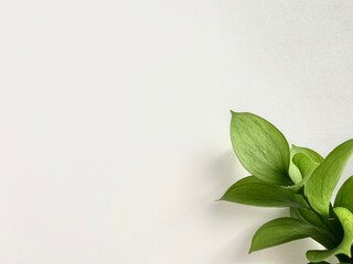 Fototapeta premium fresh green leaves in isolated white background
