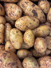 Freshly harvested white potatoes on a stall at a farmers market