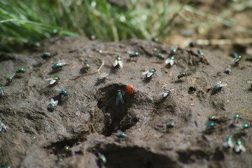 cow poop with flies Metallic blue-green greenbottle fly, Lucilia sericata, a type of blowfly Metallic blue-green greenbottle fly, Natural fertilizer pile of cow manure on a rural pasture.  
