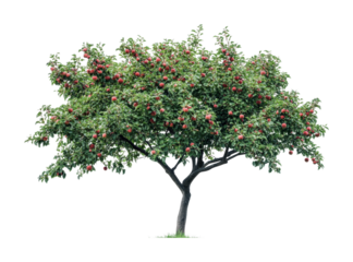 Fresh apple tree with ripe fruit ready for harvest in a vibrant garden setting during late summer, cut out