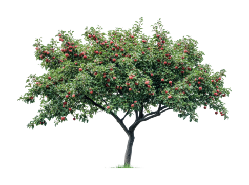 Fresh apple tree with ripe fruit ready for harvest in a vibrant garden setting during late summer, cut out