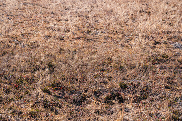 荒れた田んぼの枯れ草