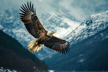 Bald eagle flying over snowy mountain range with fall foliage