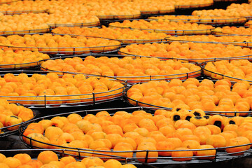 Large trays of orange persimmons drying in the sun. This is a step in the process of making dried...