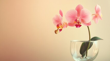 A beautiful pink orchid plant displayed in a glass vase elegantly