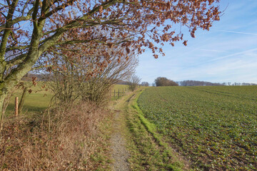 Path along the field